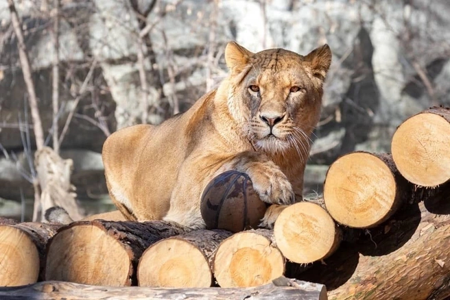 В нашем зоопарке львы содержатся c 1950-х годов | Источник: Новосибирский зоопарк, В. Габов