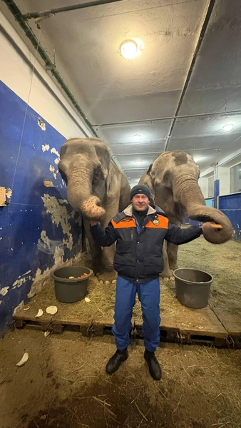 Сбежавшая слониха Марго устроила турне по Самаре в январе 2025 года