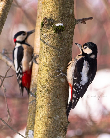 Источник: Антон Кубышкин / Птицы СПб и России
