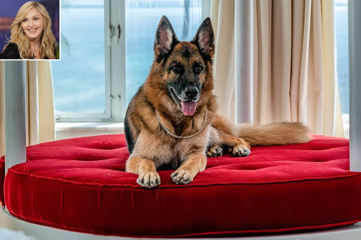 История пса Гюнтера, наследника миллионов немецкой графини, оказалась уткой