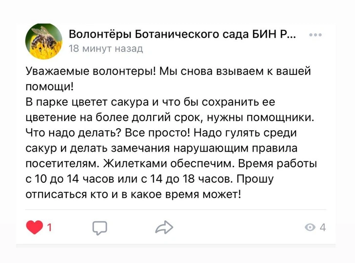 Ботанический сад Петербурга нанимает волонтеров, чтобы защитить сакуру от эротических фотосъемок