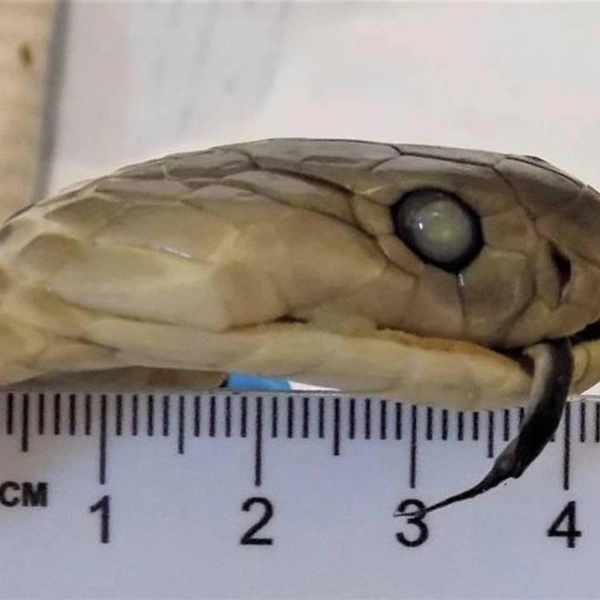 Источник: ФТС России