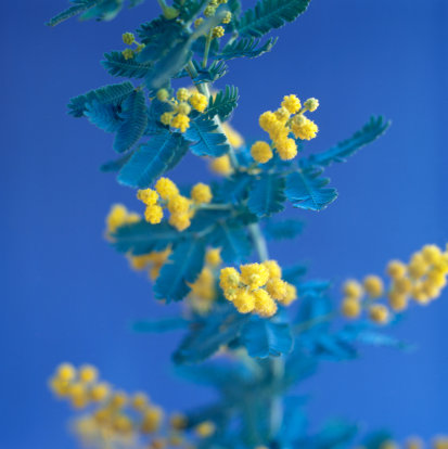 сонник цветы мимоза