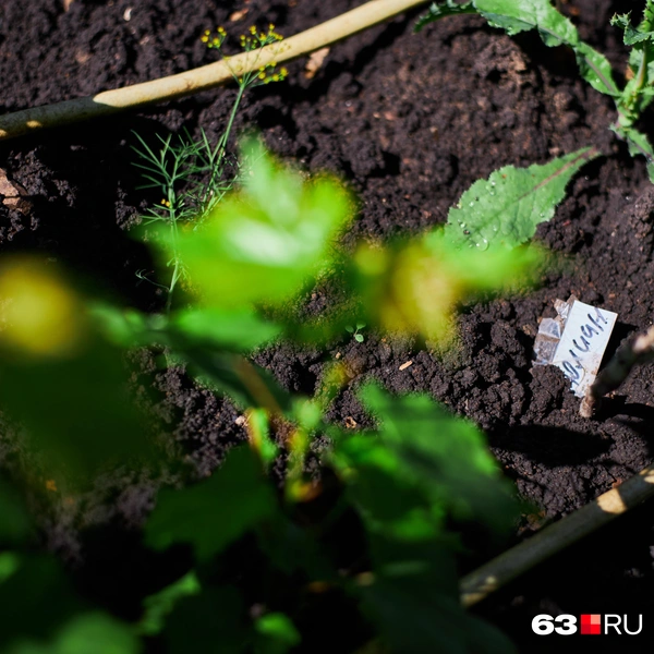 Источник: Роман Данилкин / 63.RU