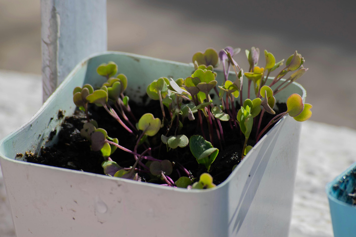 Что можно выращивать дома: ваш маленький огородик на подоконнике