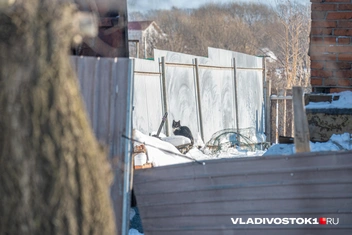 Источник: Елена Буйвол / VLADIVOSTOK1.RU
