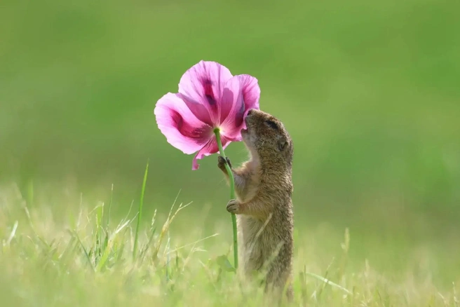 Источник: Roland Kranitz / www.comedywildlifephoto.com