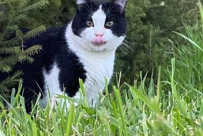 Top 20 Volgograd Pet Photos