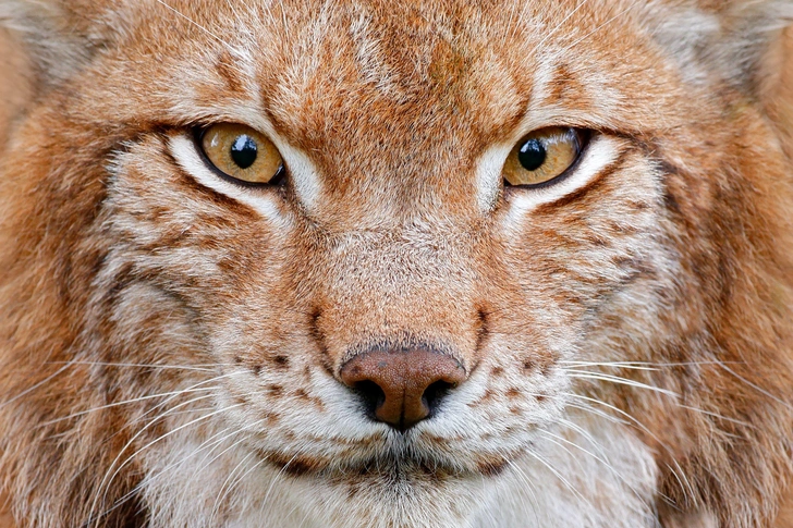 Источник: Ondrej Prosicky / Alamy via Legion Media