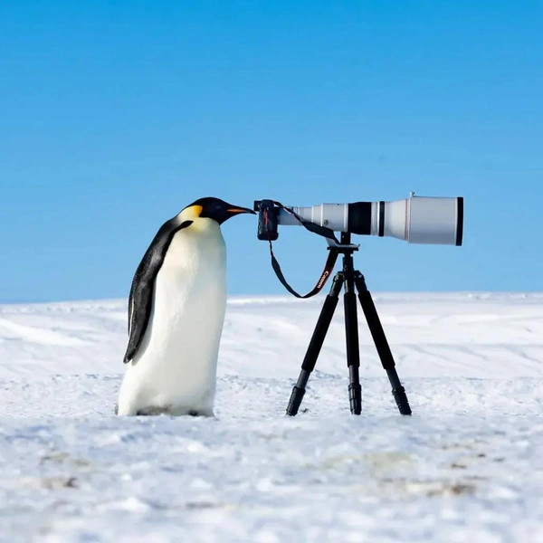 Любопытный императорский пингвин | Источник: Thomas Vijayan / The Nature Photography Contest
