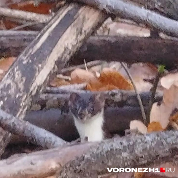 Увидеть зверька днем — удача | Источник: читатель Voronezh1.ru