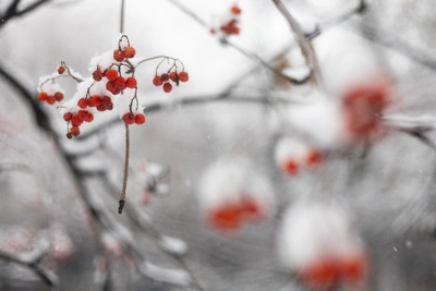 January 2026 one of the snowiest on record for Voronezh Oblast