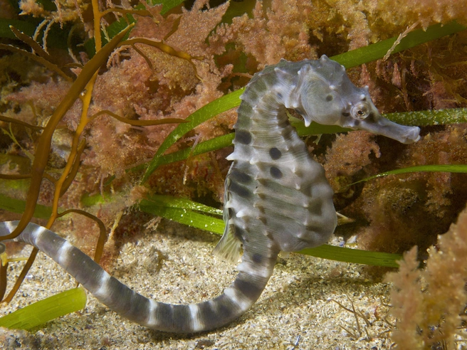 Пузатый морской конёк (Hippocampus abdominalis). Ареал включает прибрежные воды Австралии и Новой Зеландии. | Источник: Legion Media