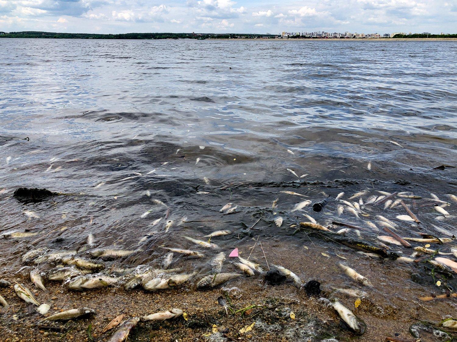 Из-за чего погибла рыба в Шершневском водохранилище в Челябинске, 4 июля  2022 г - 4 июля 2022 - 74.ру