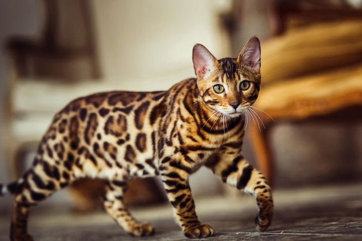 Источник: Shutterstock/Fotodom.ru