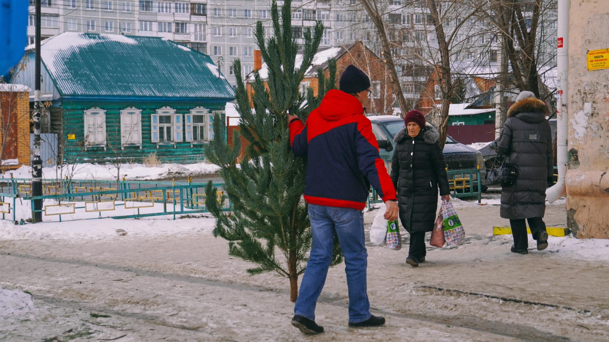 Где в Омске купить живую сосну к Новому году, елочные базары в Омске, цены  на елки в Омске - 9 декабря 2023 - НГС55.ру