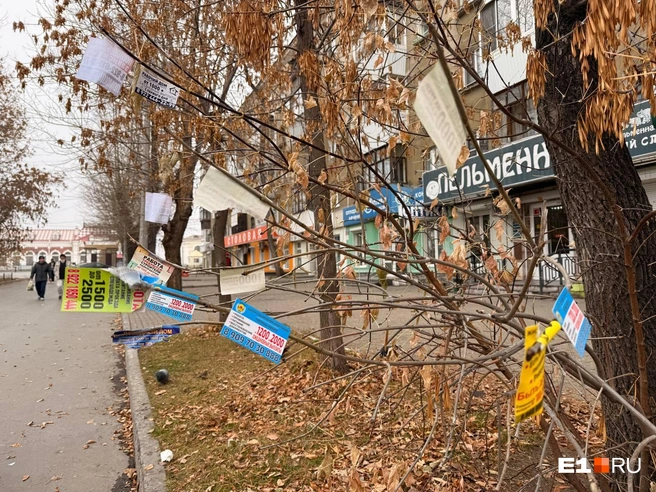 Объявления вешают даже на ветки деревьев | Источник: Дарья Костомина / E1.RU