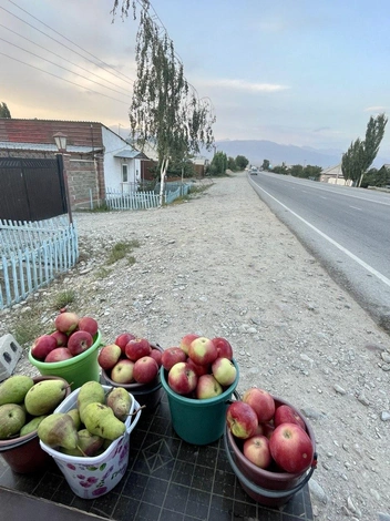 Те самые вкусные яблоки  | Источник: предоставлено Натальей Варфоломеевой 