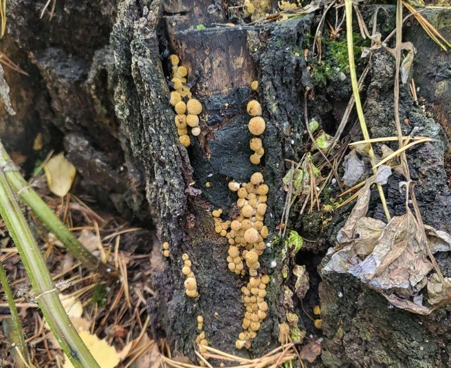 Опята растут семьями  | Источник: Ольга Николаева 