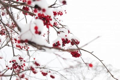 В Забайкалье на выходных обещают снег и крепкие морозы