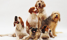 Предрасположены к раку: ученые назвали породы собак с повышенным риском онкологии
