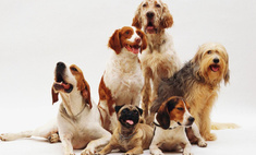 Предрасположены к раку: ученые назвали породы собак с повышенным риском онкологии