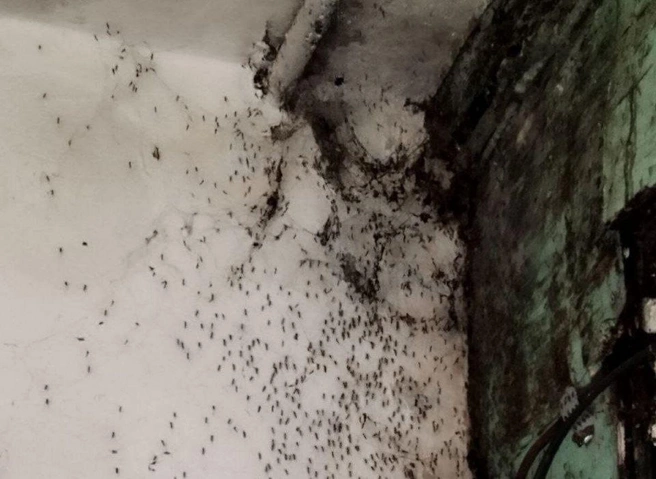 Одна из стен подвала | Источник: Телеграм-канал «Подслушано в Туле»