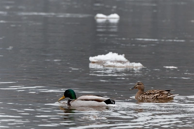 Что народные приметы сулят красноярцам на лето