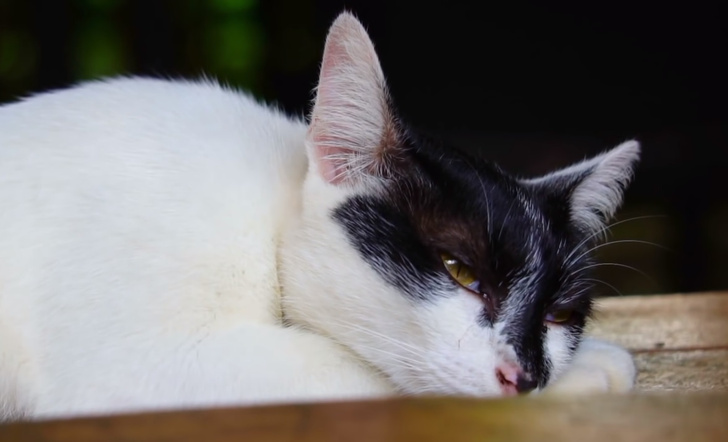 Кошка Настя спит с открытыми глазами 🐱 дёргается во сне ➄