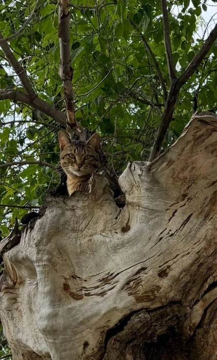 Кот учёный! | Источник: читатель 63.RU