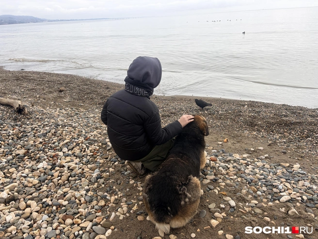 Доброжелательные абхазские псы  | Источник: Анна Грицевич / SOCHI1.RU