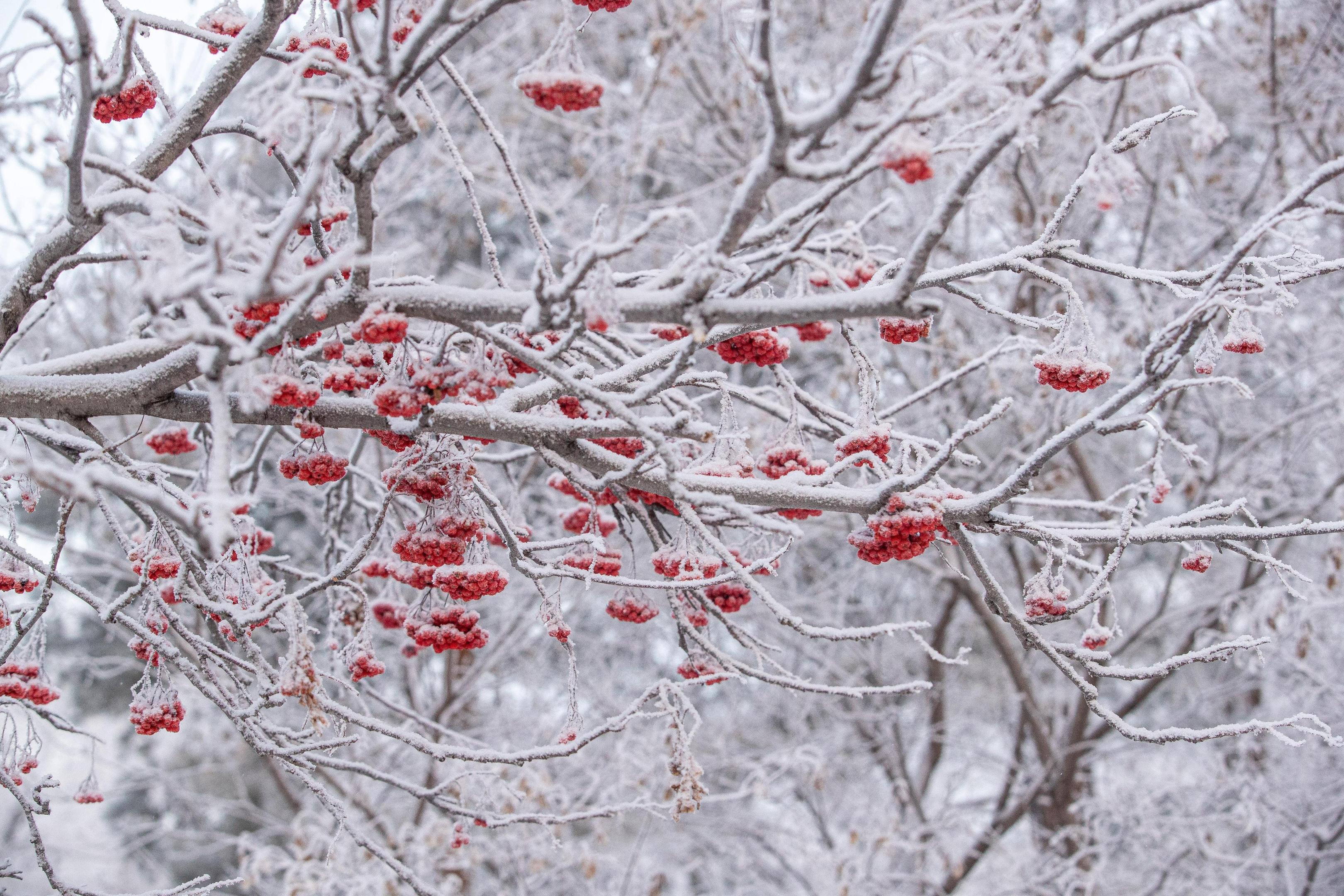 Наслаждаемся теплыми зимними днями: смотрим погоду на выходные в Кургане