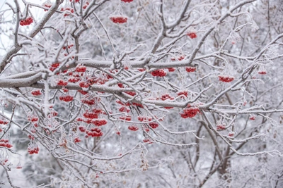Прогноз погоды на выходные в Кургане
