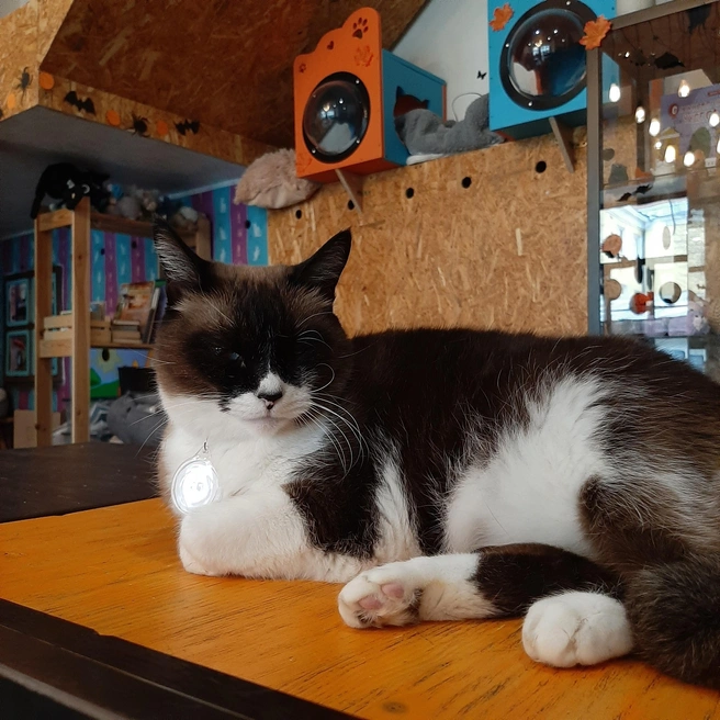 Какао&nbsp;— спокойный, любопытный и сообразительный | Источник: Котейня «ЧуКОТка» | котокафе Самара 