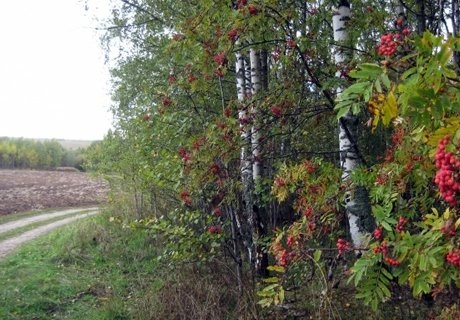 В понедельник рязанцев ожидает дождь, утром – туман | ya62.ru