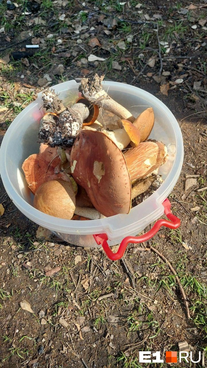 Гиганты в районе Волчихинского водохранилища | Источник: читатель E1.RU