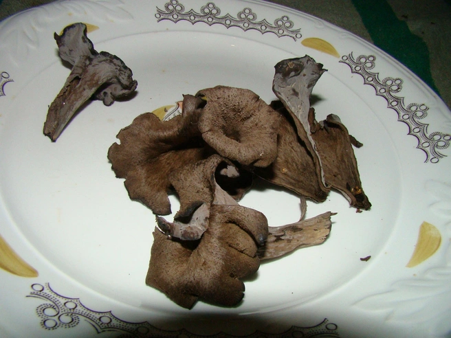 Ароматная добыча Василия  | Источник: Лучшие ГРИБНИКИ Самарской и Ульяновской области / Vk.com 