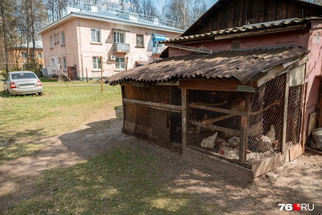 В одном из дворов разбили курятник | Источник: Александр Куренной / 76.RU