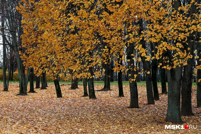 Сколько стоит вход в дендрарий в Барнауле? | Источник: Артем Устюжанин / MSK1.RU