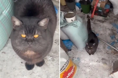 В Новосибирске кот обрёл дом после спасения от охранника