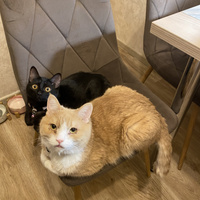 Аватарка Милка