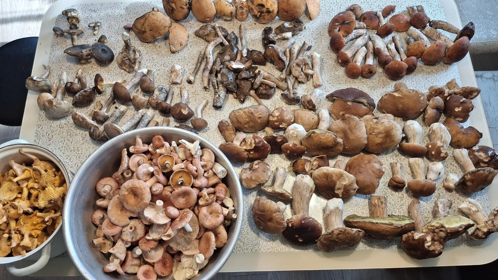 Улов из Даниловского района | Источник: Ваня Белов, Грибы Ярославской области 2025 / vk.com