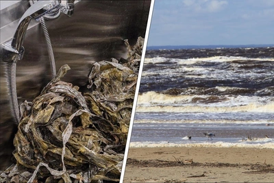 Добыча водорослей в Белом море вырастет на 20%