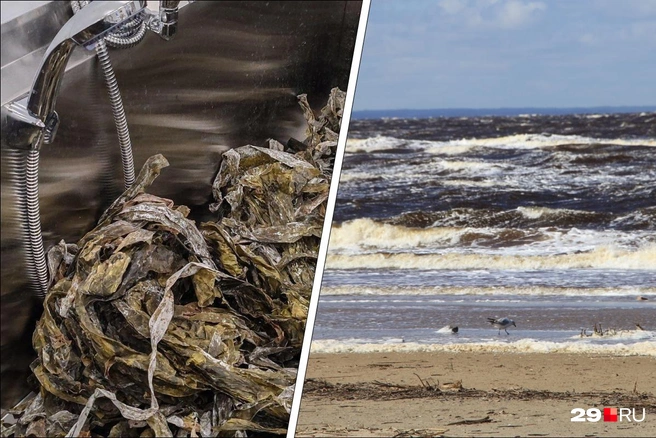 Предприятие планирует экспортировать свою продукцию | Источник: Елена Ионайтис / 29.RU, Сергей Яковлев / 29.RU