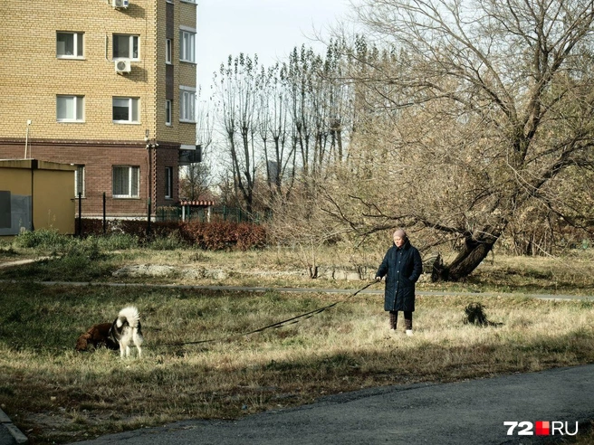Не все гуляют с собаками на площадке в парке. Пустыри есть, и именно их облюбовали собачники | Источник: Павел Красоткин / 72.RU 
