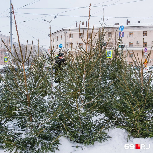 Источник: Тимофей Калмаков / 59.RU