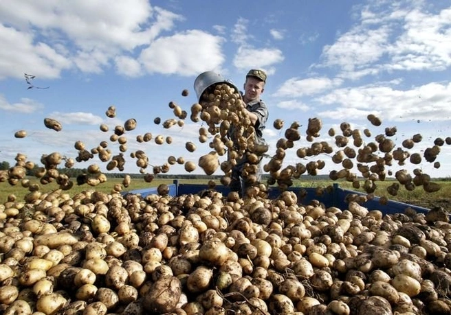 В Рязани выросли цены на картофель и мясо | ya62.ru