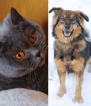 Котопёс недели: кошка Пицца и собака Ириска ждут своих хозяев в московских приютах