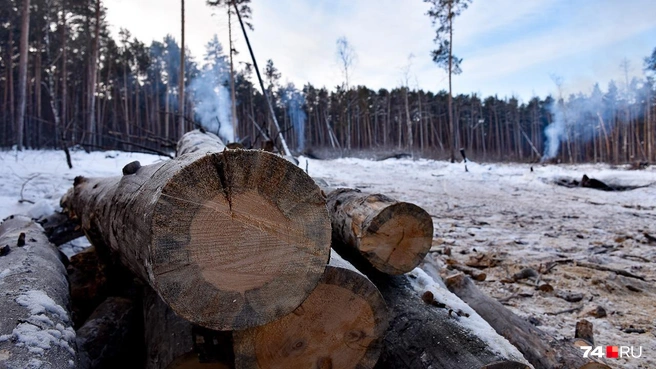 Зимой 2022 года в бору пришлось спилить 2,5 гектара леса, поврежденного пожаром еще в 2010 году. Участок засадили молодыми соснами, но они пока маленькие: сантиметров 15 | Источник: Артем Краснов