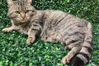 В Новосибирске пристраивают кота Голиафа с пухлыми щечками